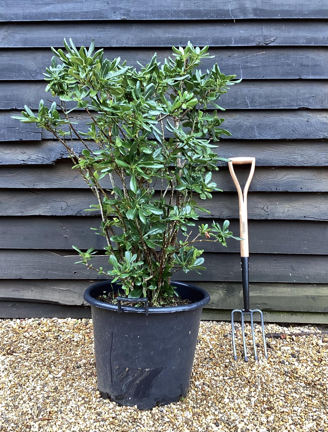 Pittosporum tobira | Austrian laurel - 100-120cm, 50lt