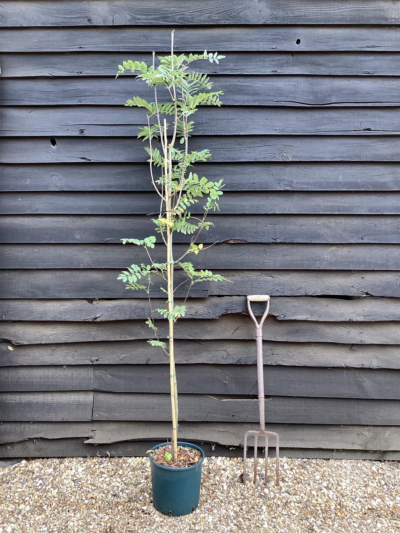 Sorbus aucuparia | Rowan | European Mountain Ash - 160-180cm - 12lt