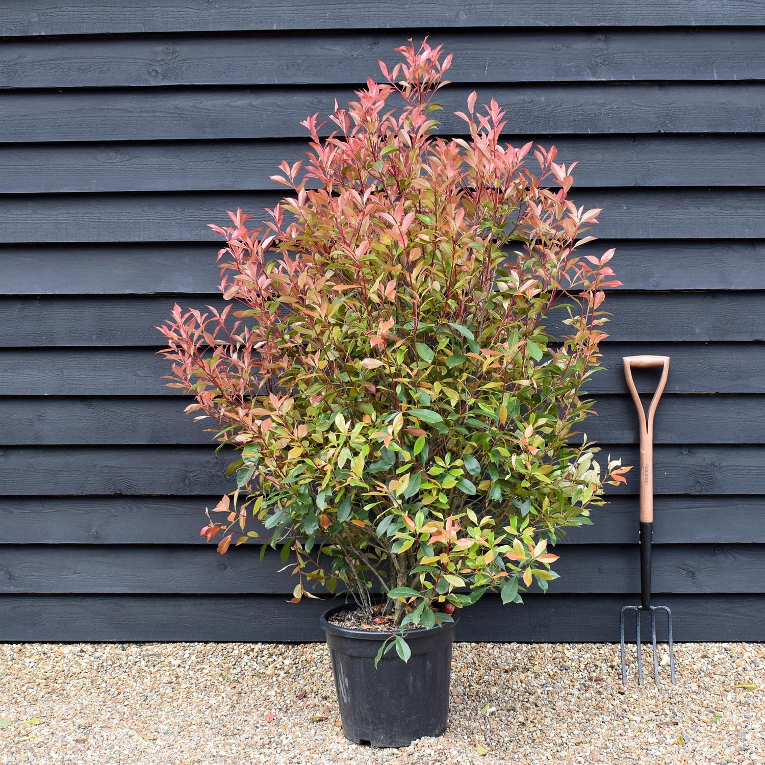 Photinia x fraseri Red Robin 'Compacta' - Bushy - Height 170-180cm - 25lt