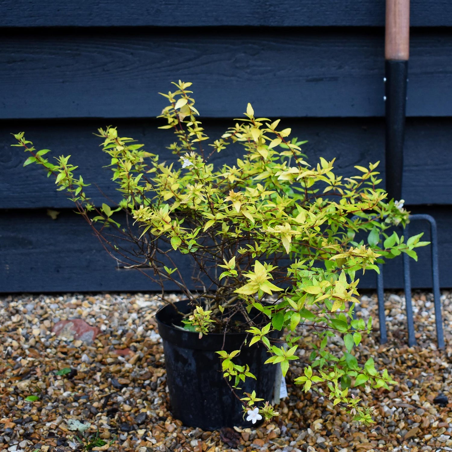 Abelia Gold Jewel - 15-20cm, 3lt