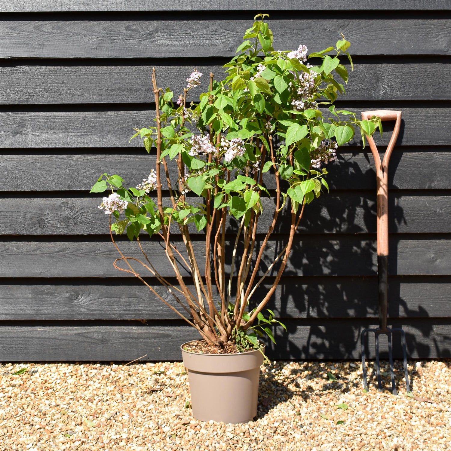 Lilac 'Madame Antoine Buchner' | Syringa vulgaris - Height 80-100cm - 10lt