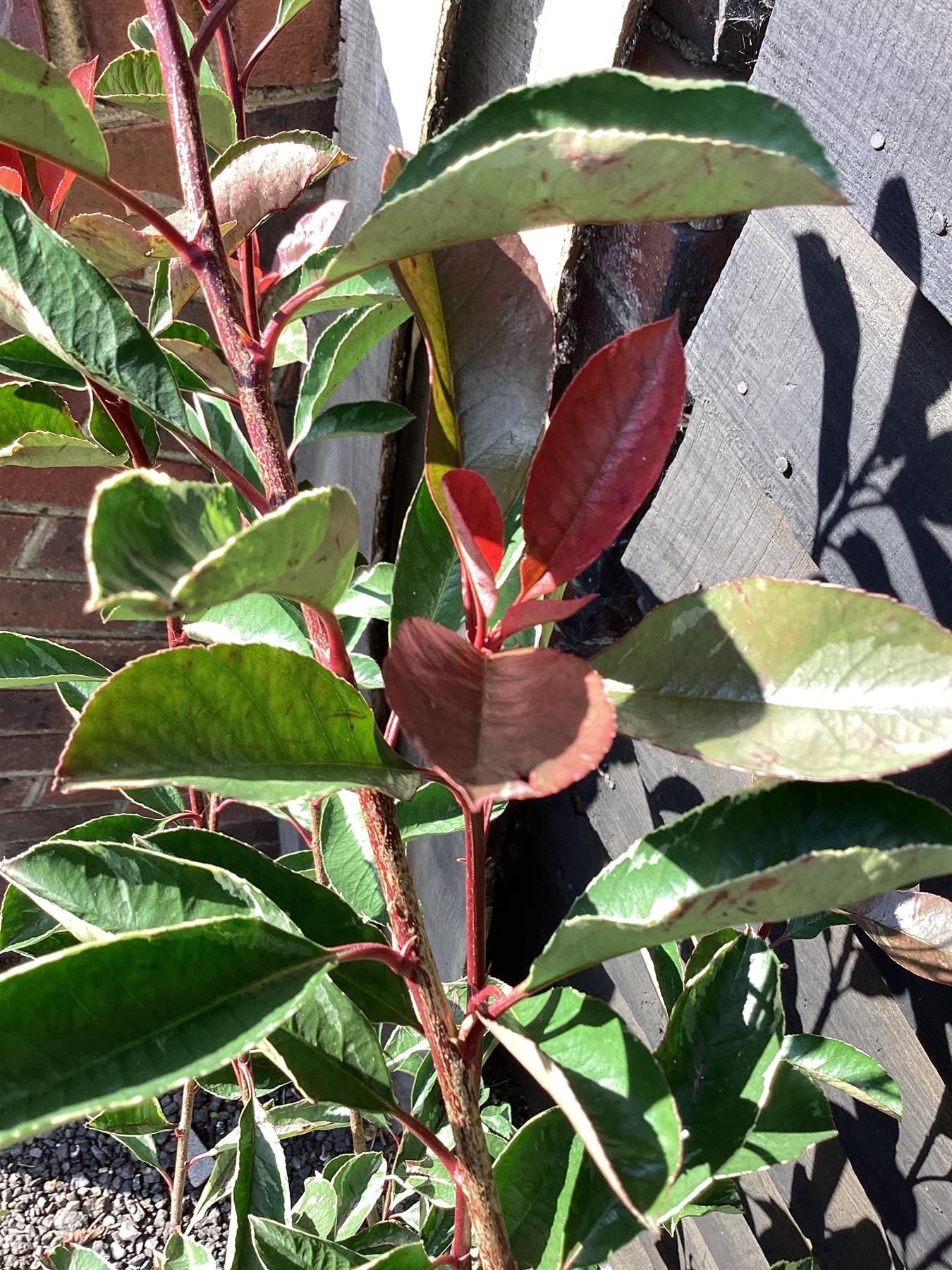 Photinia Pink Marble ('Cassini') - 175/185cm, 18lt