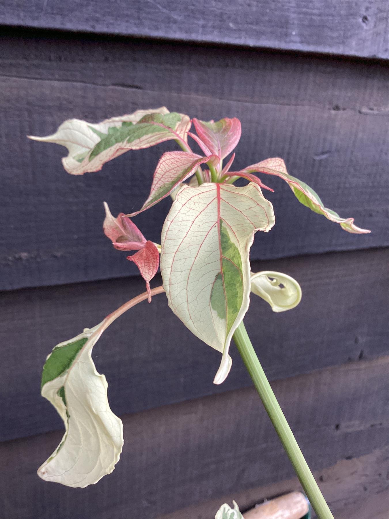 Cornus controversa 'Variegata' | Wedding Cake Tree - 220/230cm, 35/lt