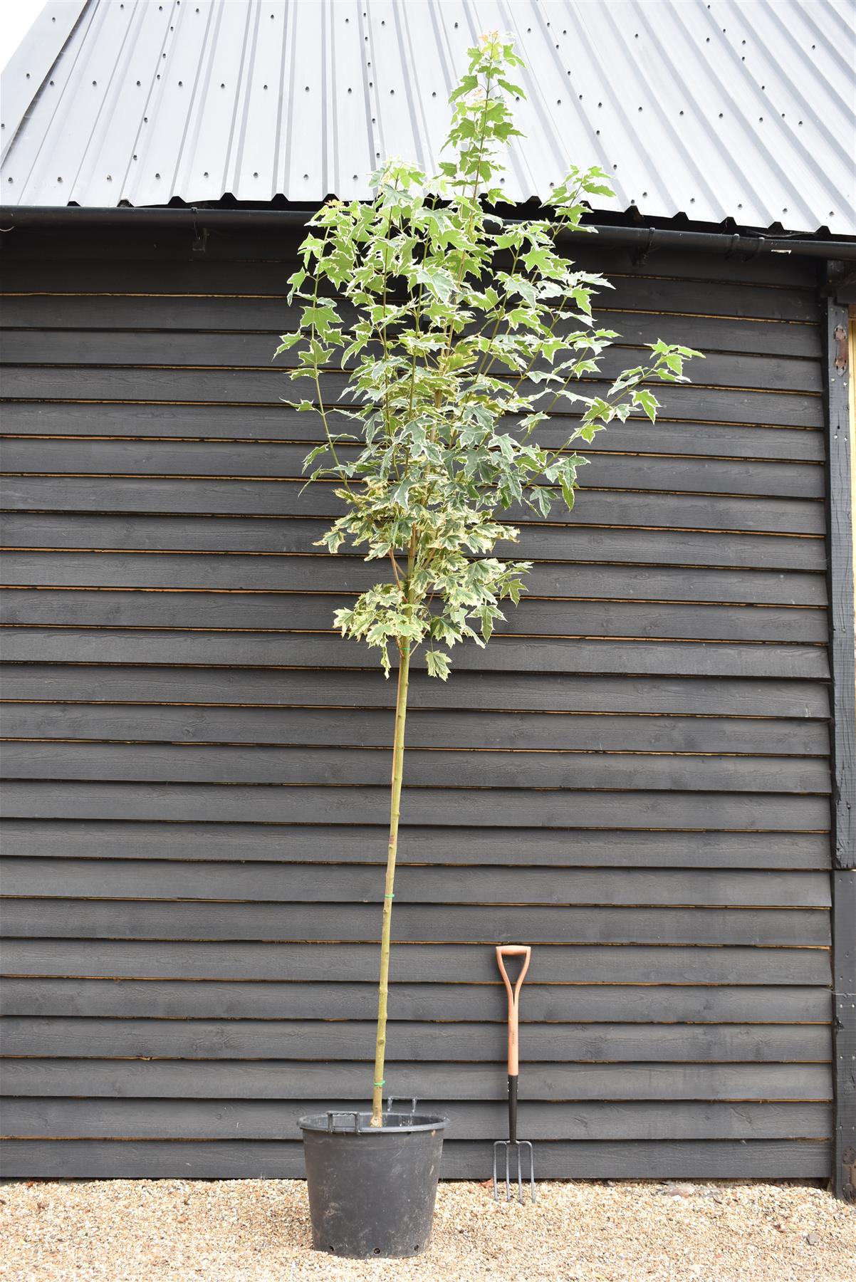 Acer Platanoides 'Drummondii' Norway Maple - Clear Stem - Girth 6-8cm - Standard - 400-420cm - 75lt