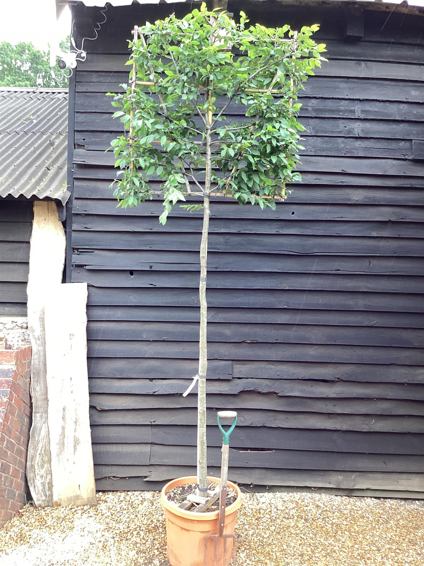 Carpinus betulus - Pleached/Espalier (100x100cm Bamboo) - Stem 200cm - Girth 12-14cm - Height 300cm - 70lt