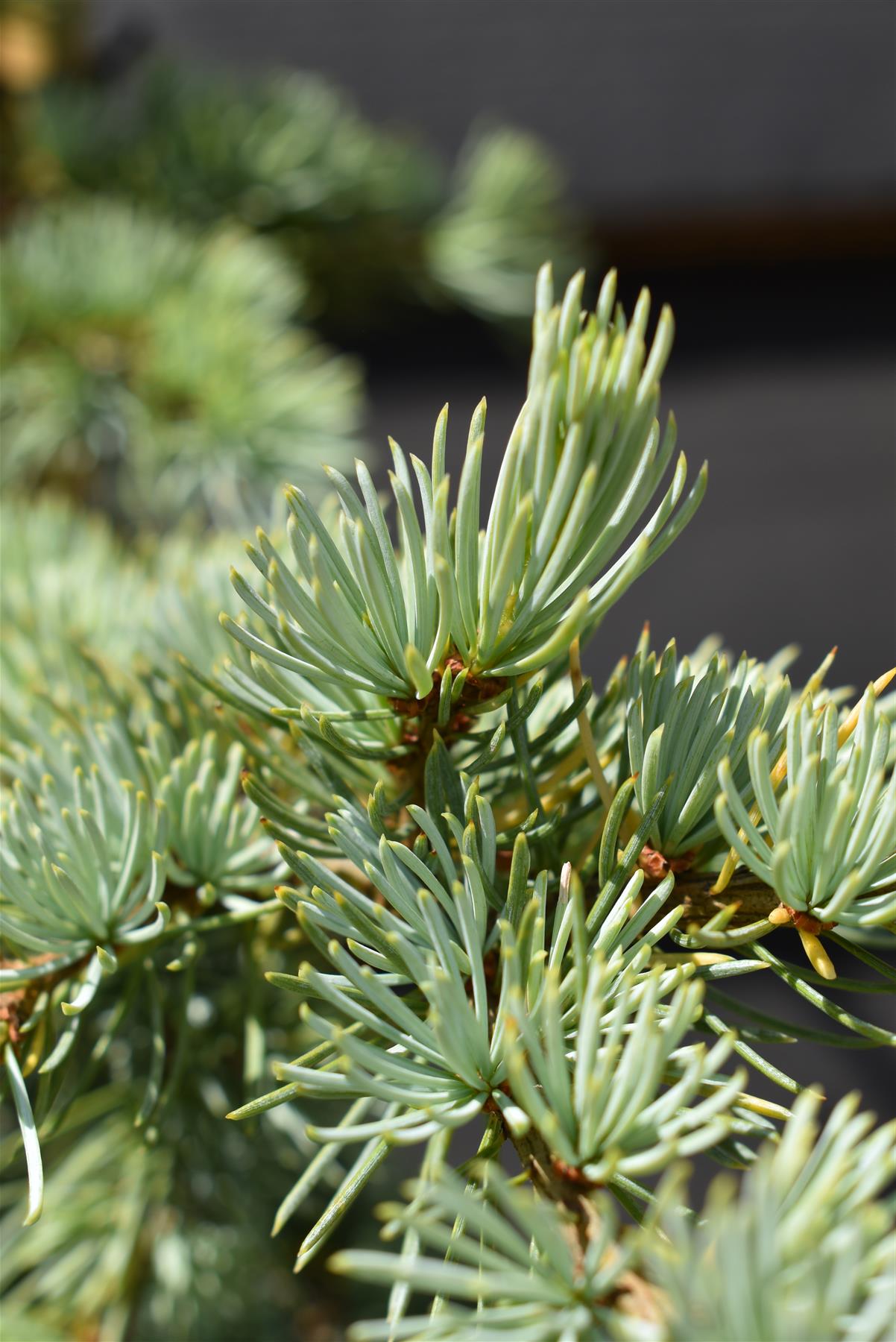 Cedrus libani | Cedar of Lebanon - Height 65cm - Width 40cm - 6lt