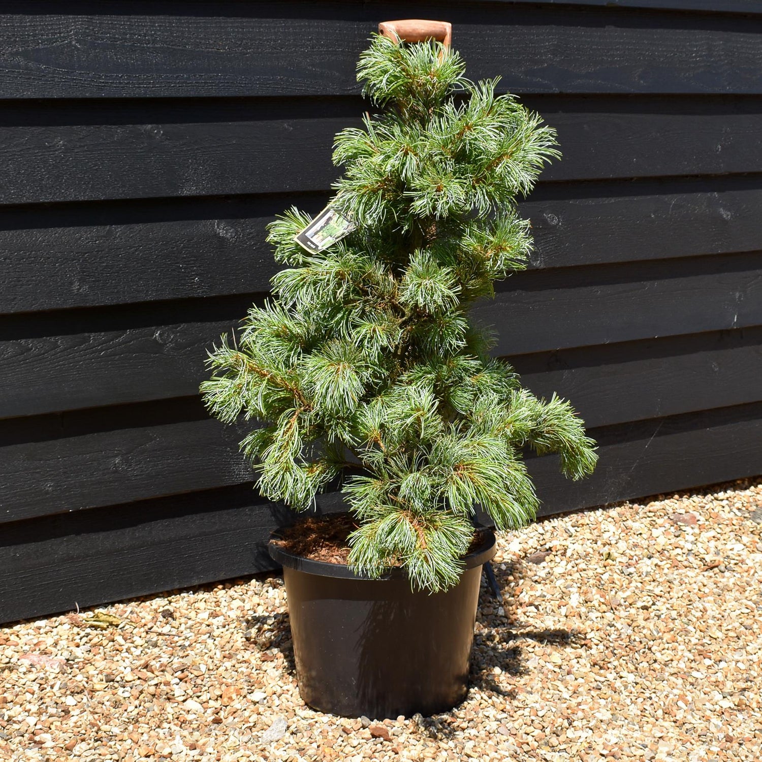 Pinus parviflora 'Bonnie Bergman' | Japanese white pine- Height 70-80cm - Width 40-50cm - 11lt