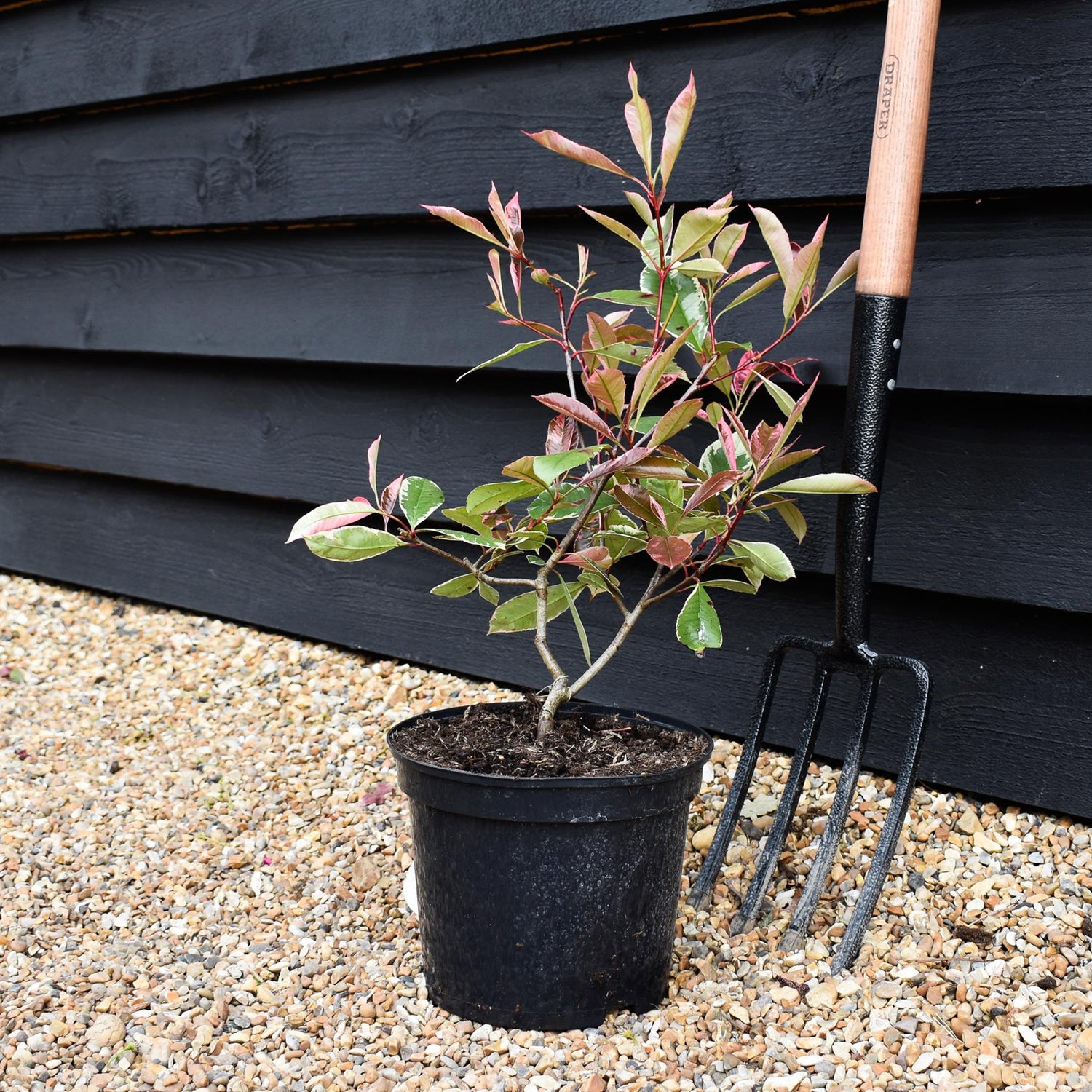 Photinia x fraseri Little Fenna - 2lt