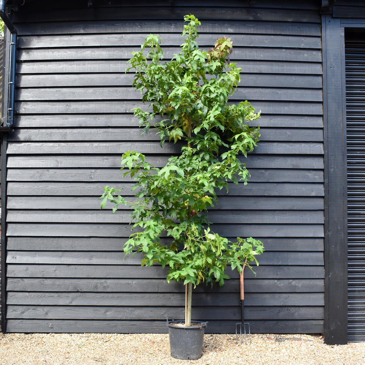 Sweet Gum | Liquidambar styraciflua 'Lane Roberts' - Height 200-250cm - Girth 8-10cm - 40lt
