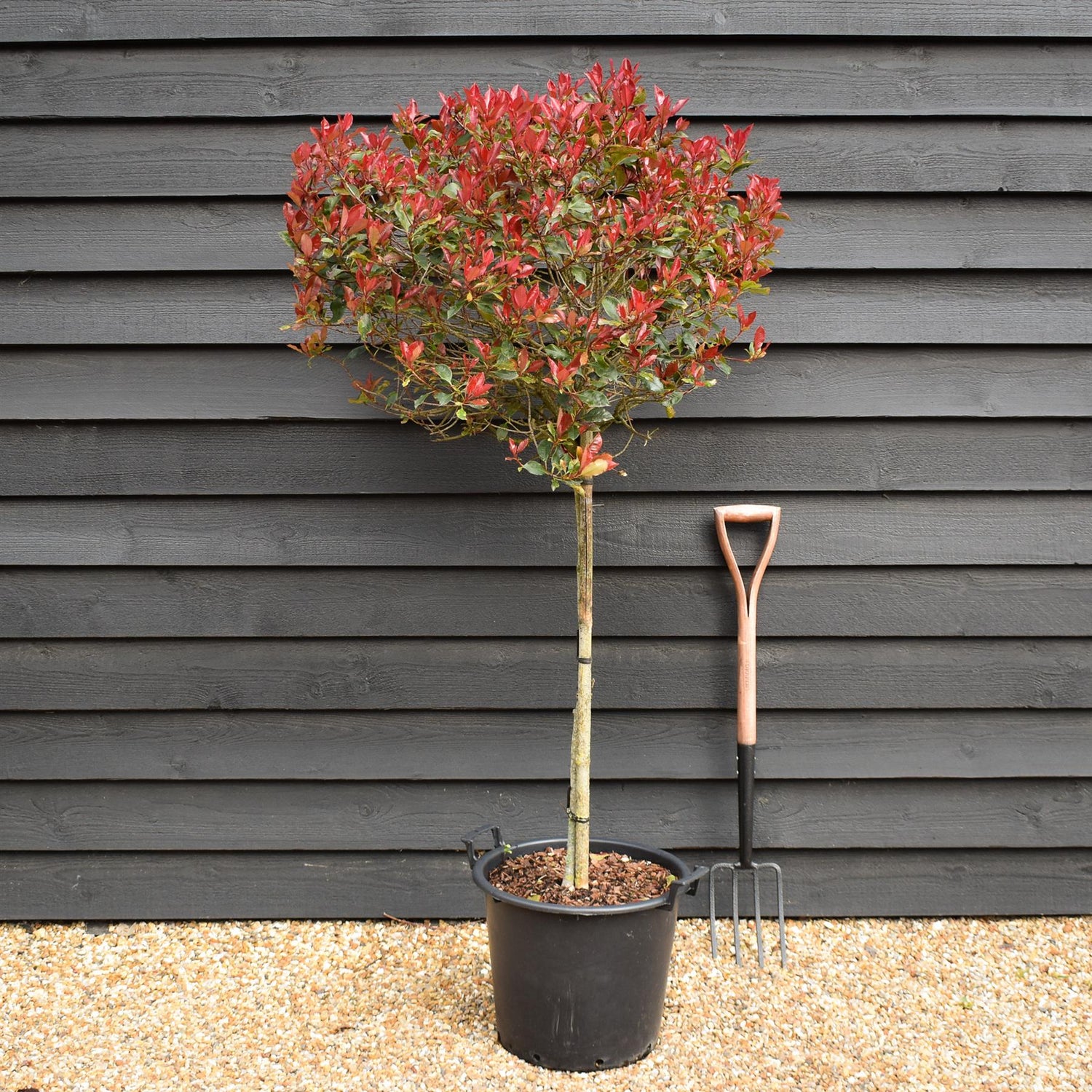 Photinia 'Atropurpurea Nana' | Japanese barberry 'Atropurpurea Nana' Half Standard - Height 120-130cm, - 30lt