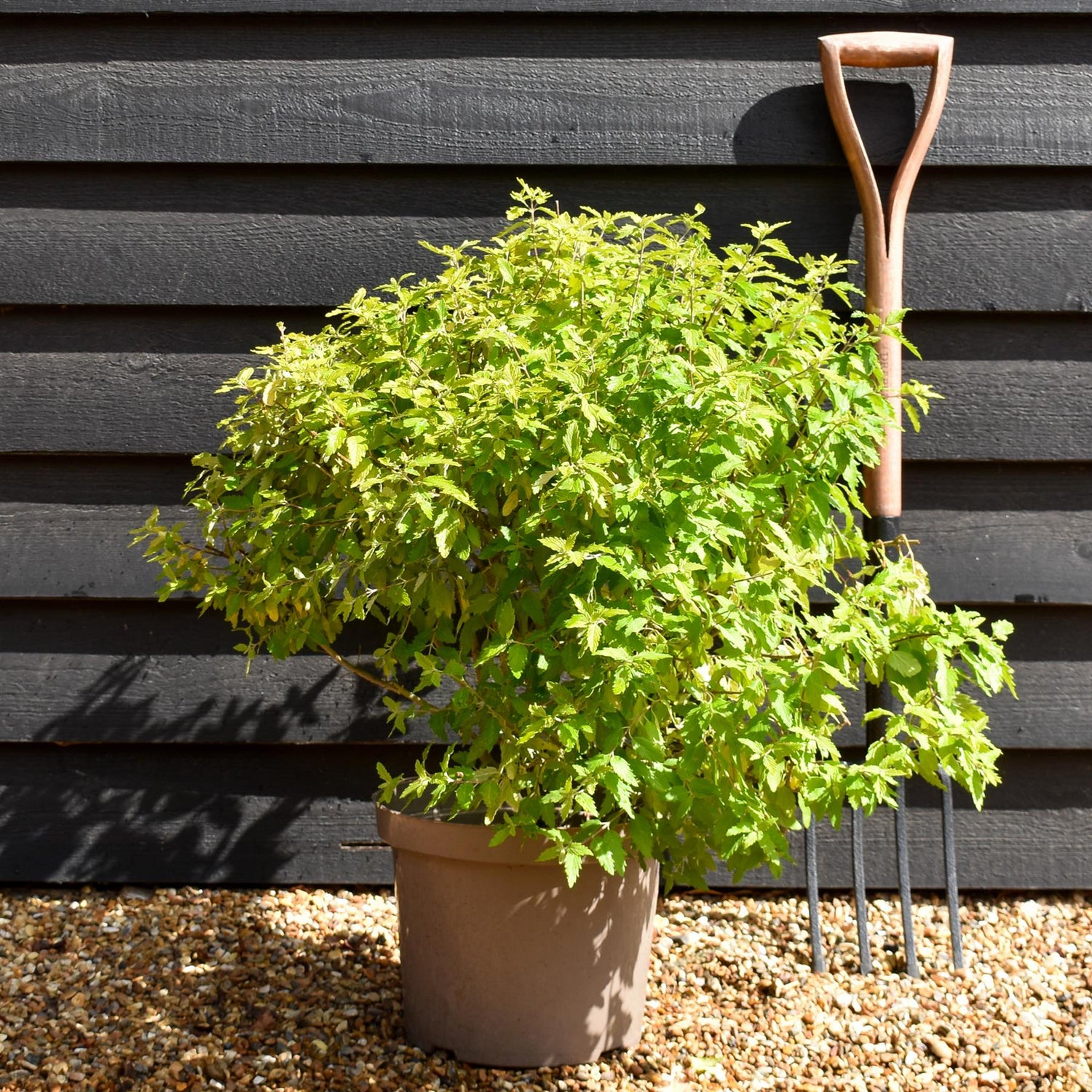 Caryopteris x clandonensis 'Summer Sorbet' | Summer Sorbet 20-50cm - 10lt