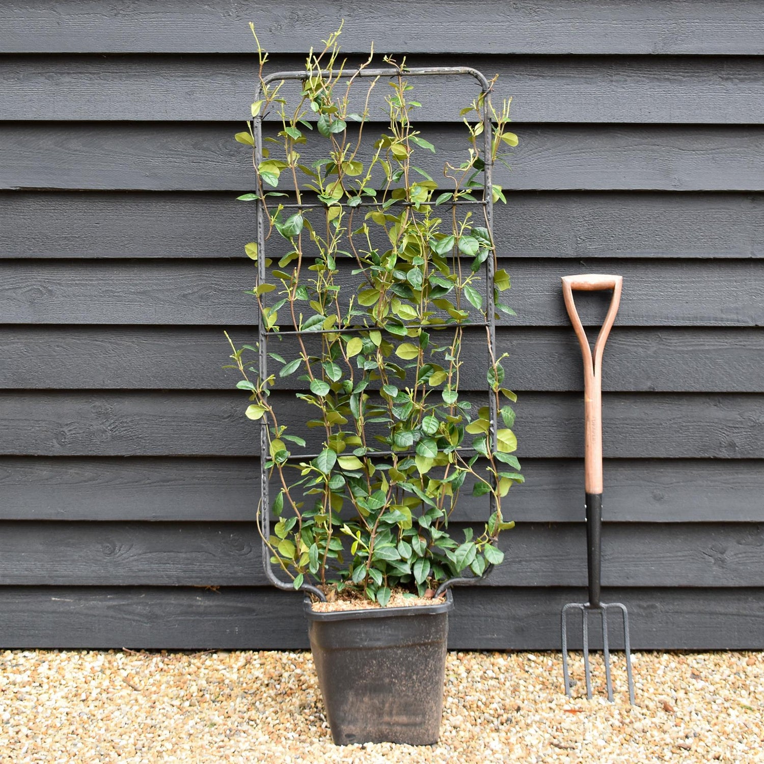 Trachelospermum jasminoides | Star Jasmin - Metal Frame/Espalier - Height 110cm - Width 50cm - 18lt