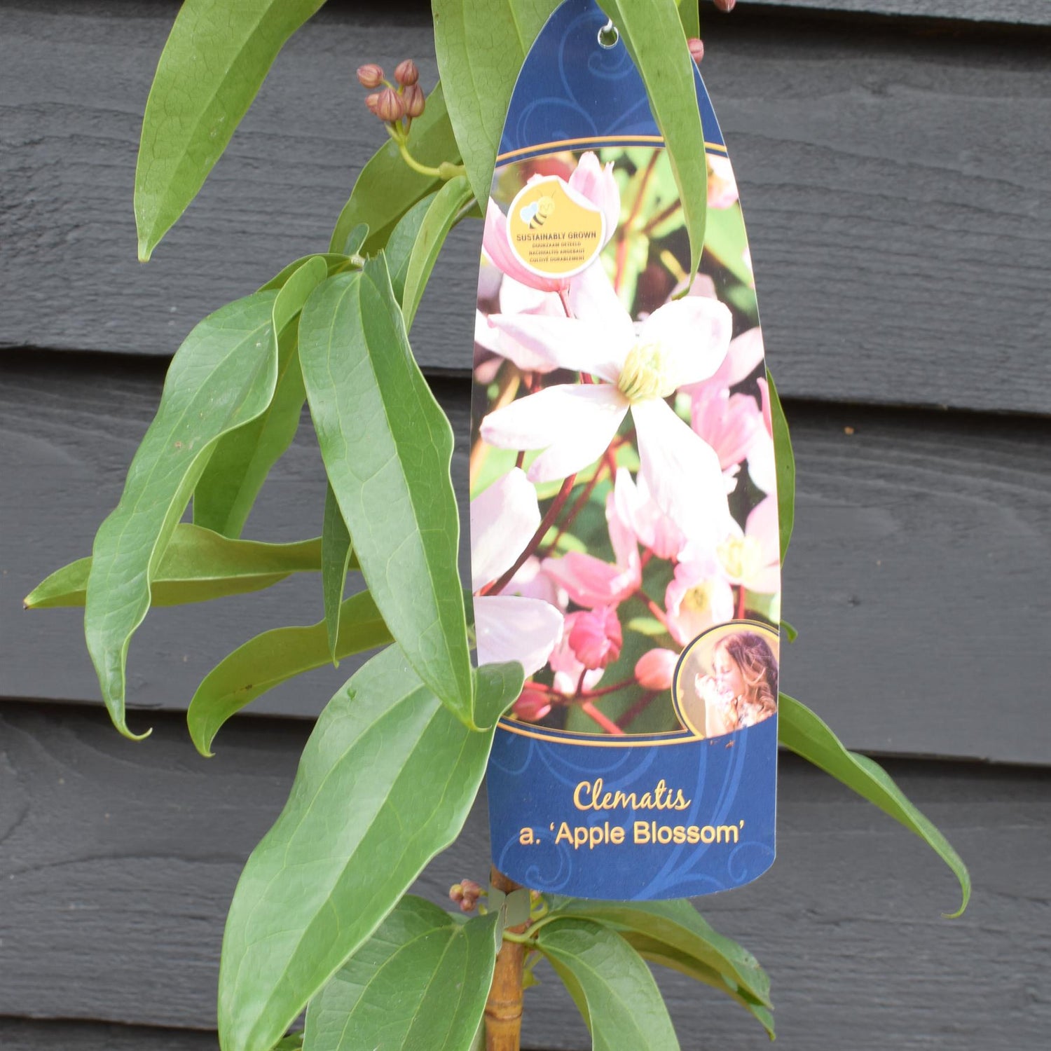 Clematis 'Apple Blossom' - Height 100-120cm - 2lt