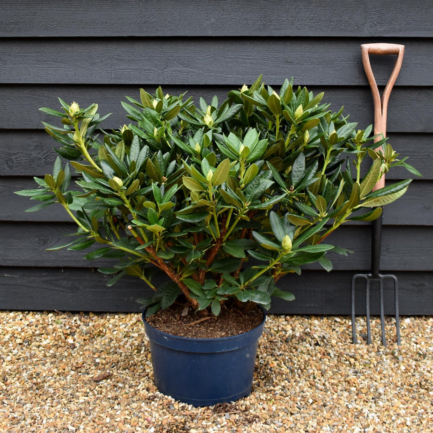 Rhododendron 'Cosmopolitan' - Shrub - Height 55-65cm - Width 80-90cm - 15lt