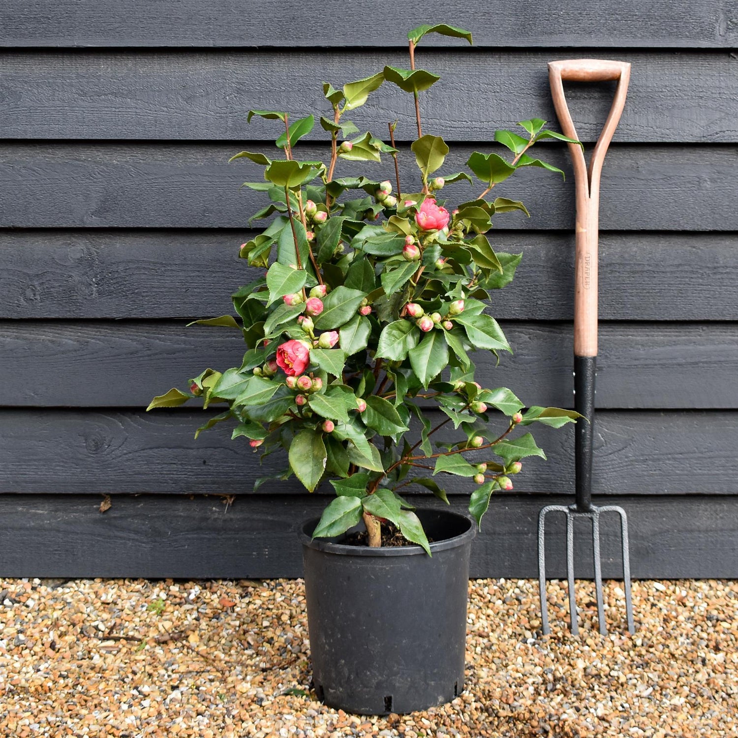 Camellia reticulata 'Mary Williams' - Height 50-60cm - 12lt