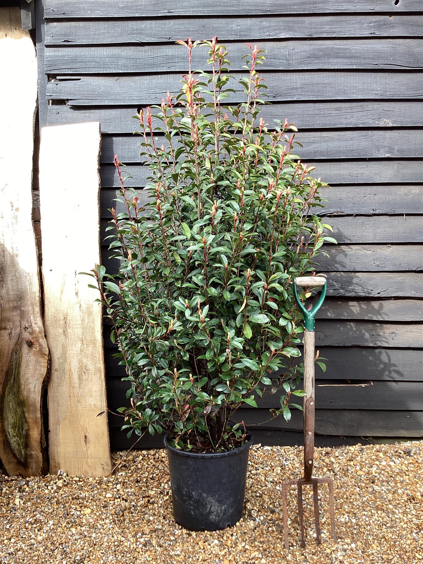 Photinia x fraseri 'Carre Rouge' - Bush - 185cm - 25lt