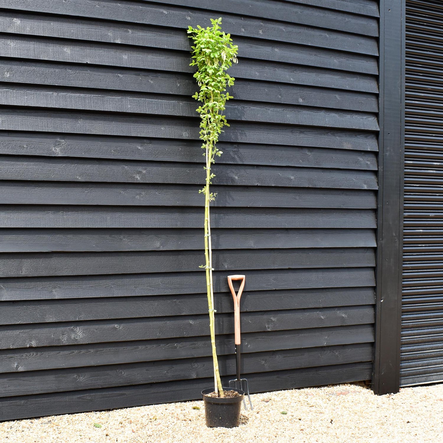 Golden Chain Tree | Laburnum anagyroides 'Yellow Rocket' - Height 220-250cm - Girth 4-6cm - 10lt