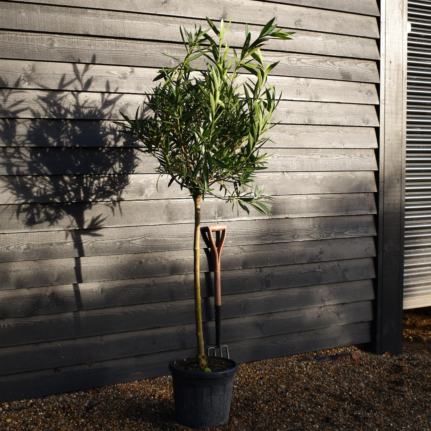 Nerium oleander - Rosa Semplice - Clear Stem 90-100cm - Height 190-220cm - 25lt