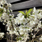 Cherry 'Morello' on Gisela | Prunus cerasus - Dwarfing - 140-150cm - 12lt