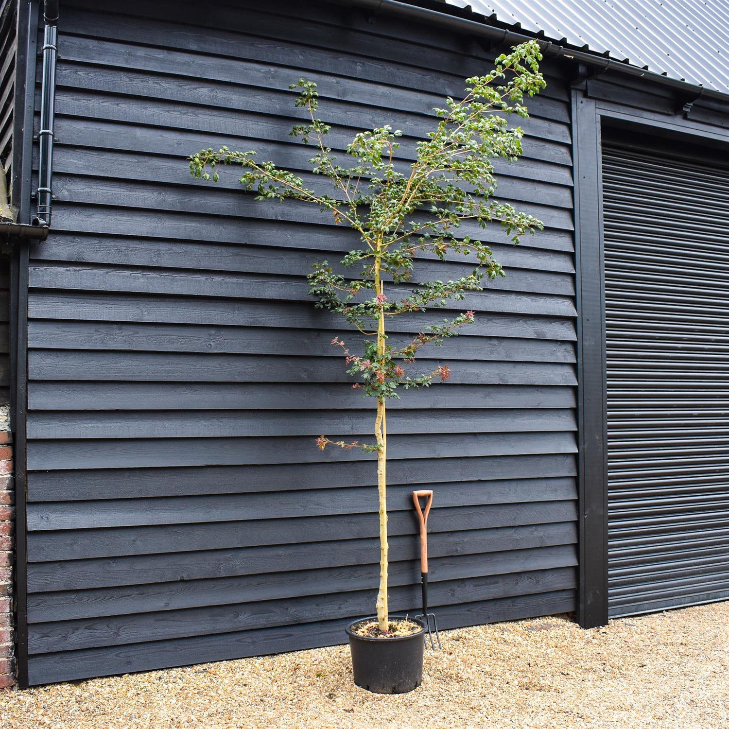 Field Maple | Acer campestre  - Clear Stem - Height 300-350cm - Girth 8-10cm - 40lt