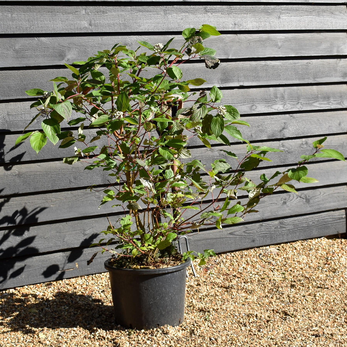 Cornus alba 'Sibirica' | Siberian Dogwood - Shrub - Height 90-100cm - 20lt