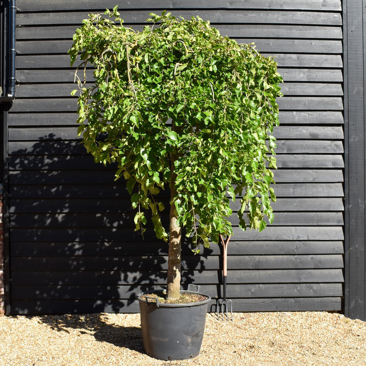 Morus alba 'Pendula' | Weeping White Mulberry - Girth 30cm - Height 350-360cm - 130lt
