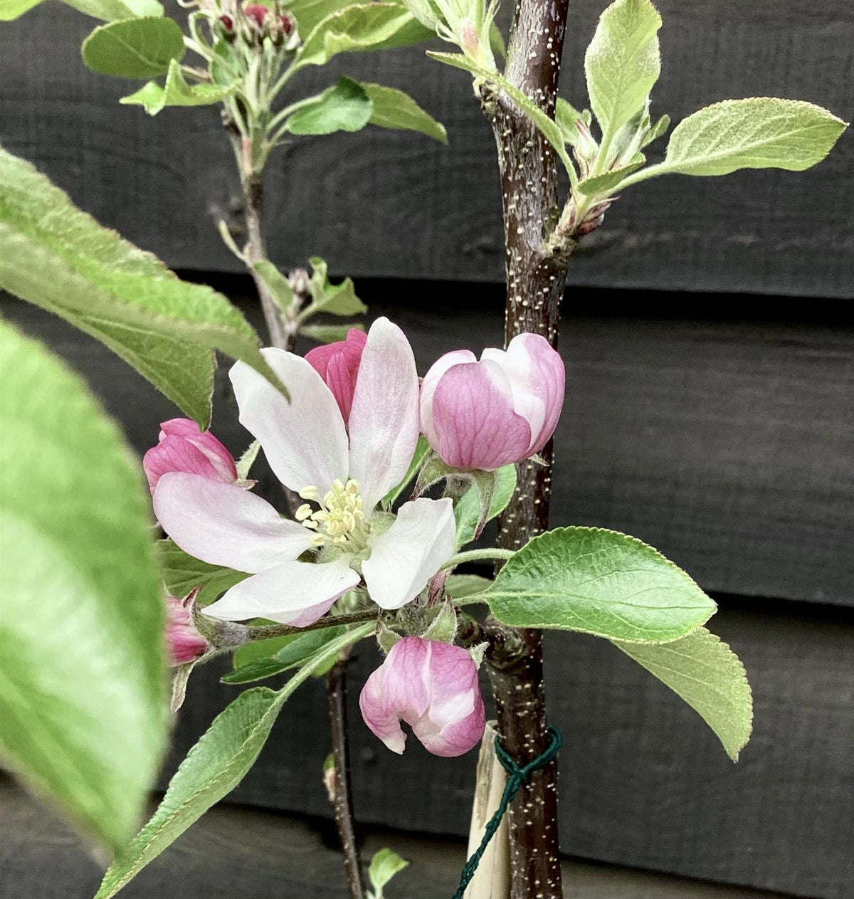Apple tree 'Red Falstaff' | Malus domestica - M26 - Semi-Dwarfing - Height 130-140cm - 12lt