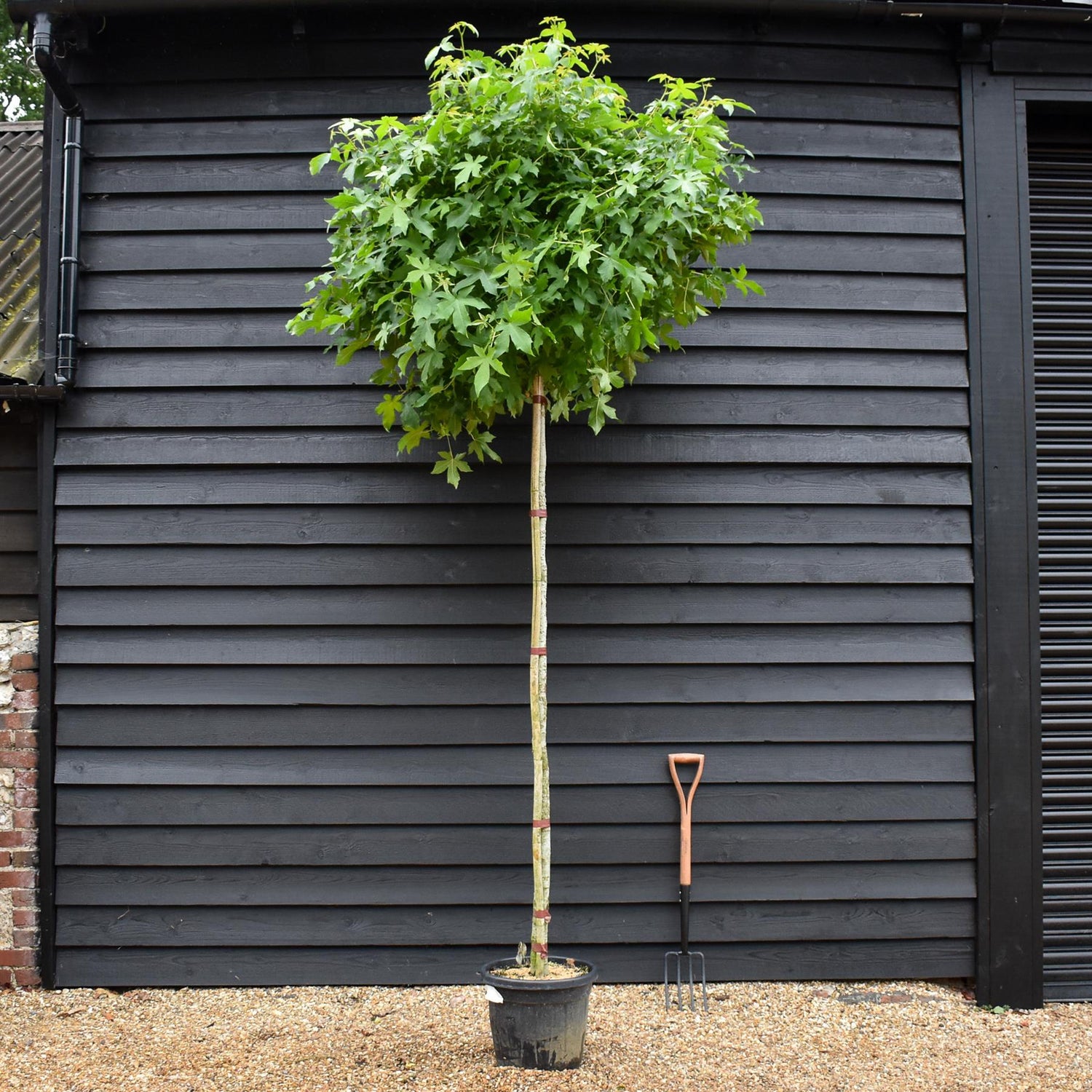 Liquidambar styraciflua 'Gum Ball' | Sweet gum 'Gum Ball' - 280-300cm, 30lt