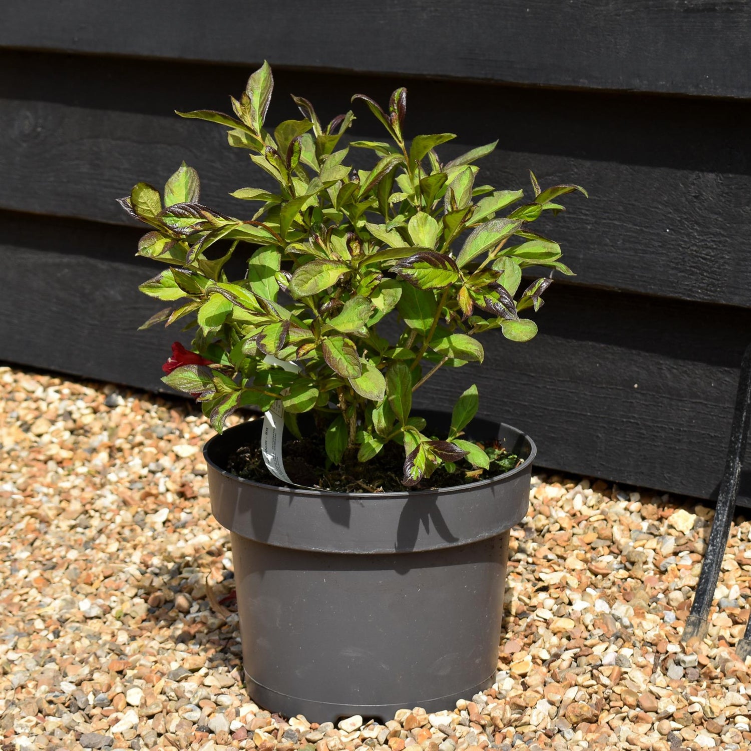 Weigela 'Camouflage' - 30-60cm - 5lt