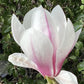 Magnolia Heaven Scent - 140-180cm, 10lt