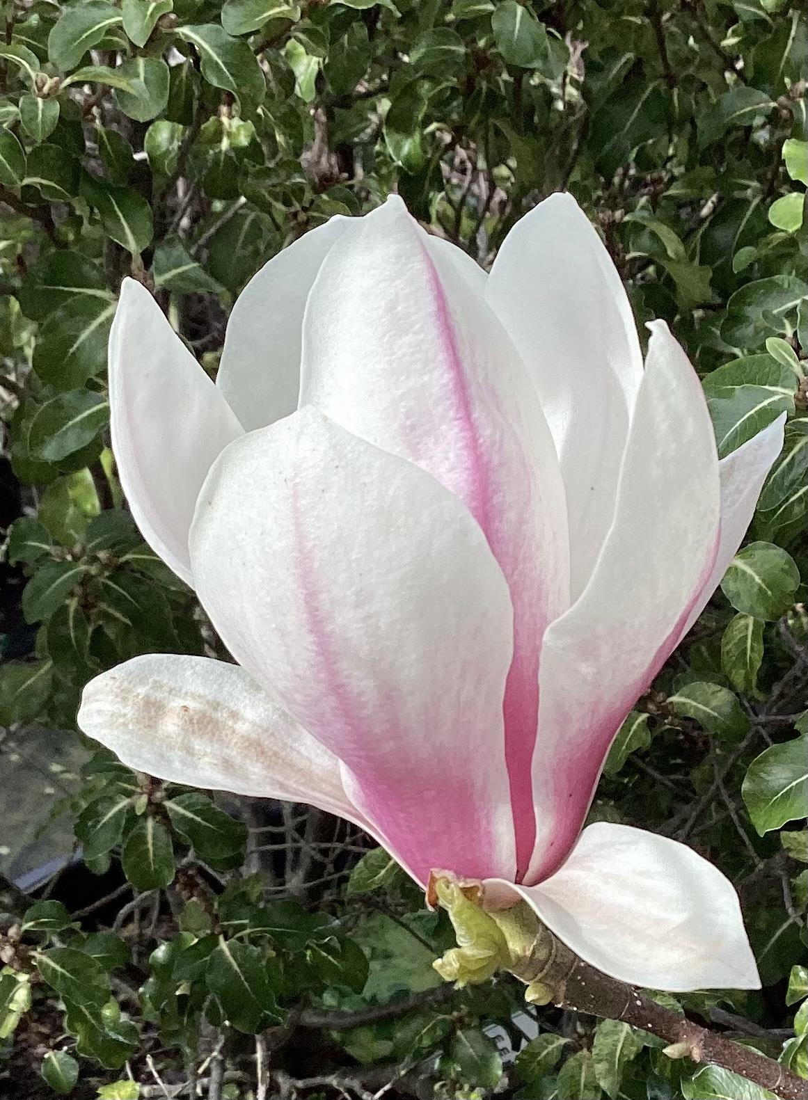Magnolia Heaven Scent - 140-180cm, 10lt
