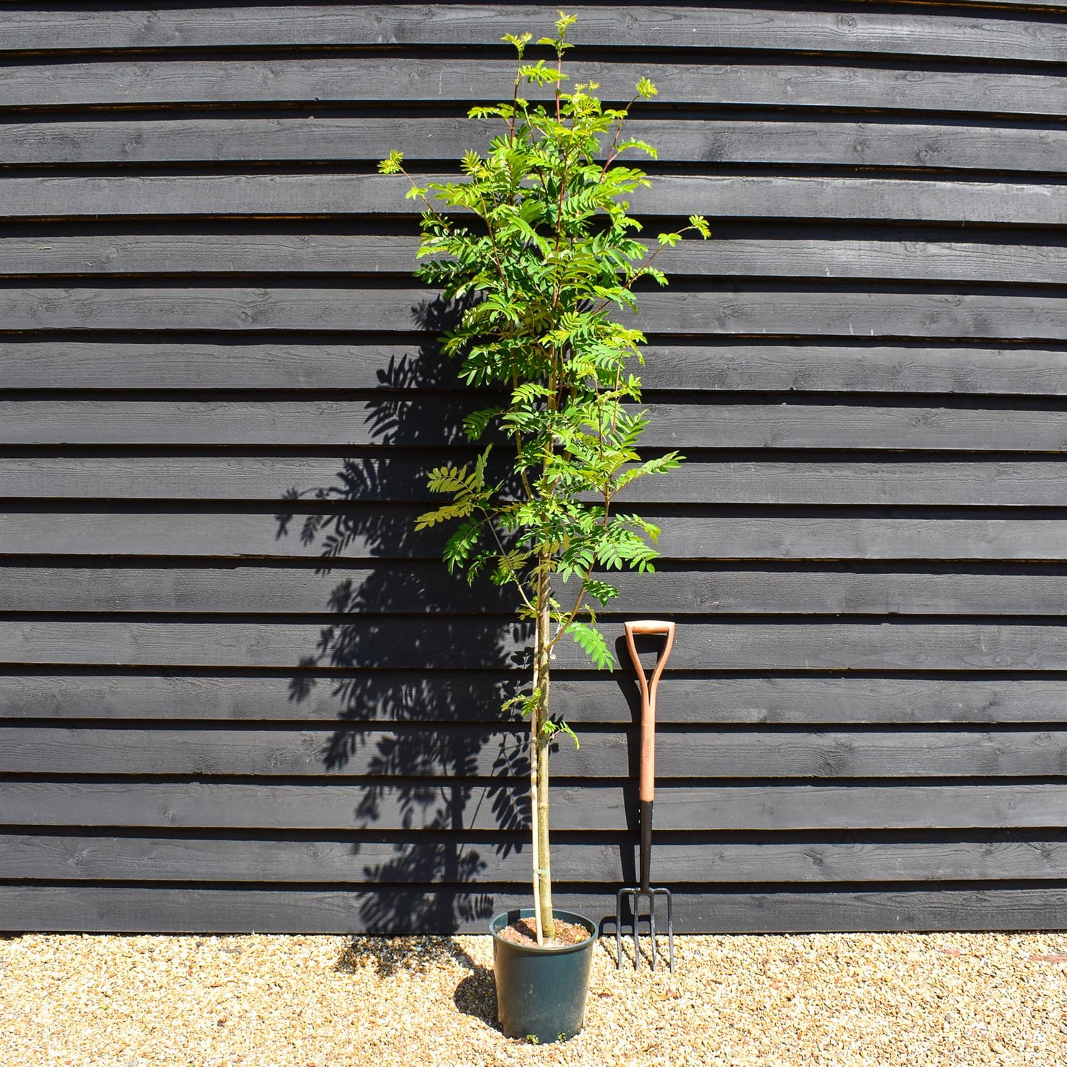 Sorbus aucuparia Sheerwater Seedling | Rowan | Mountain Ash - 160-180cm - 12lt