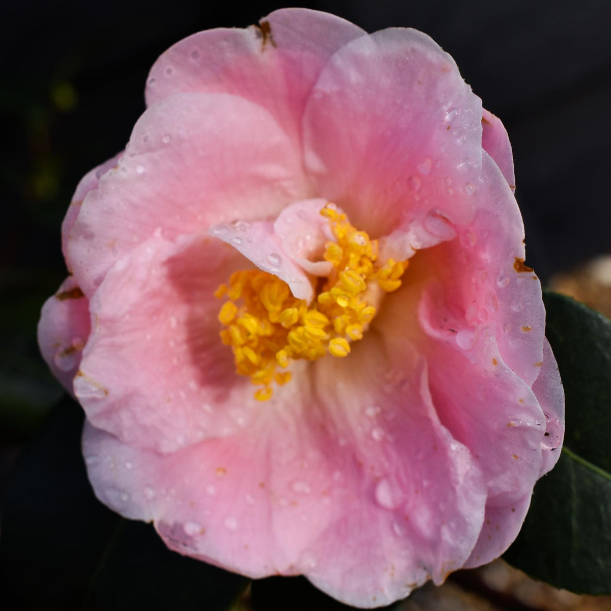 Camellia japonica 'Pink Icicle' - Height 100-120cm - 12lt