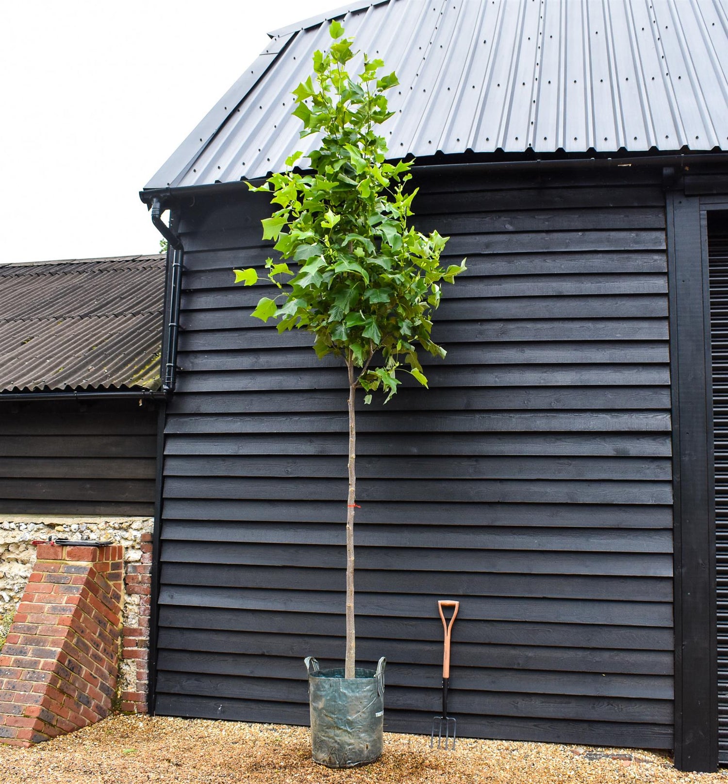 Liriodendron tulipifera | Tulip Tree - Clear Stem - Girth 10-12cm - Height 360-370cm - 70lt