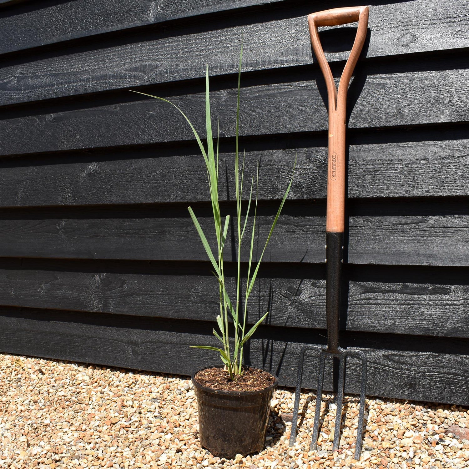 Panicum virgatum 'Northwind' - Grass - Perennial -3lt