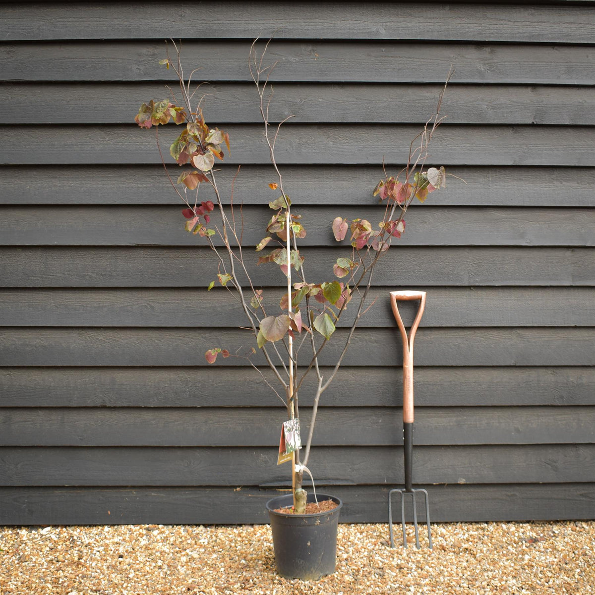 Cercis canadensis 'Forest Pansy' -Multistem - Height 90-140cm - 12lt