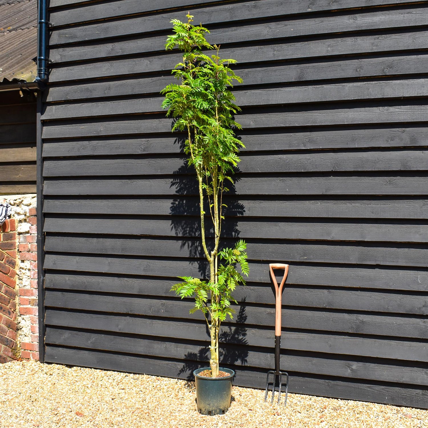 Sorbus aucuparia Autumn Spire | Mountain Ash ‘Autumn Spire’ - Height 170-200cm - 12lt