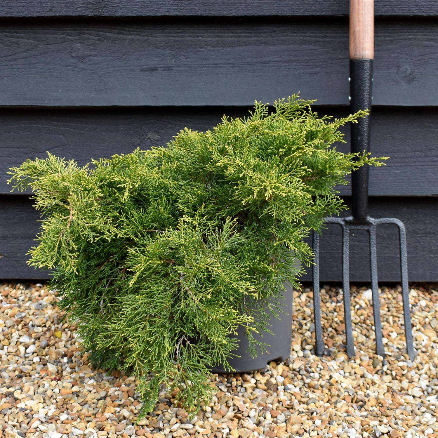 Juniperus x media 'Old Gold' - Width 30-40cm - Height 15-25cm - 5lt