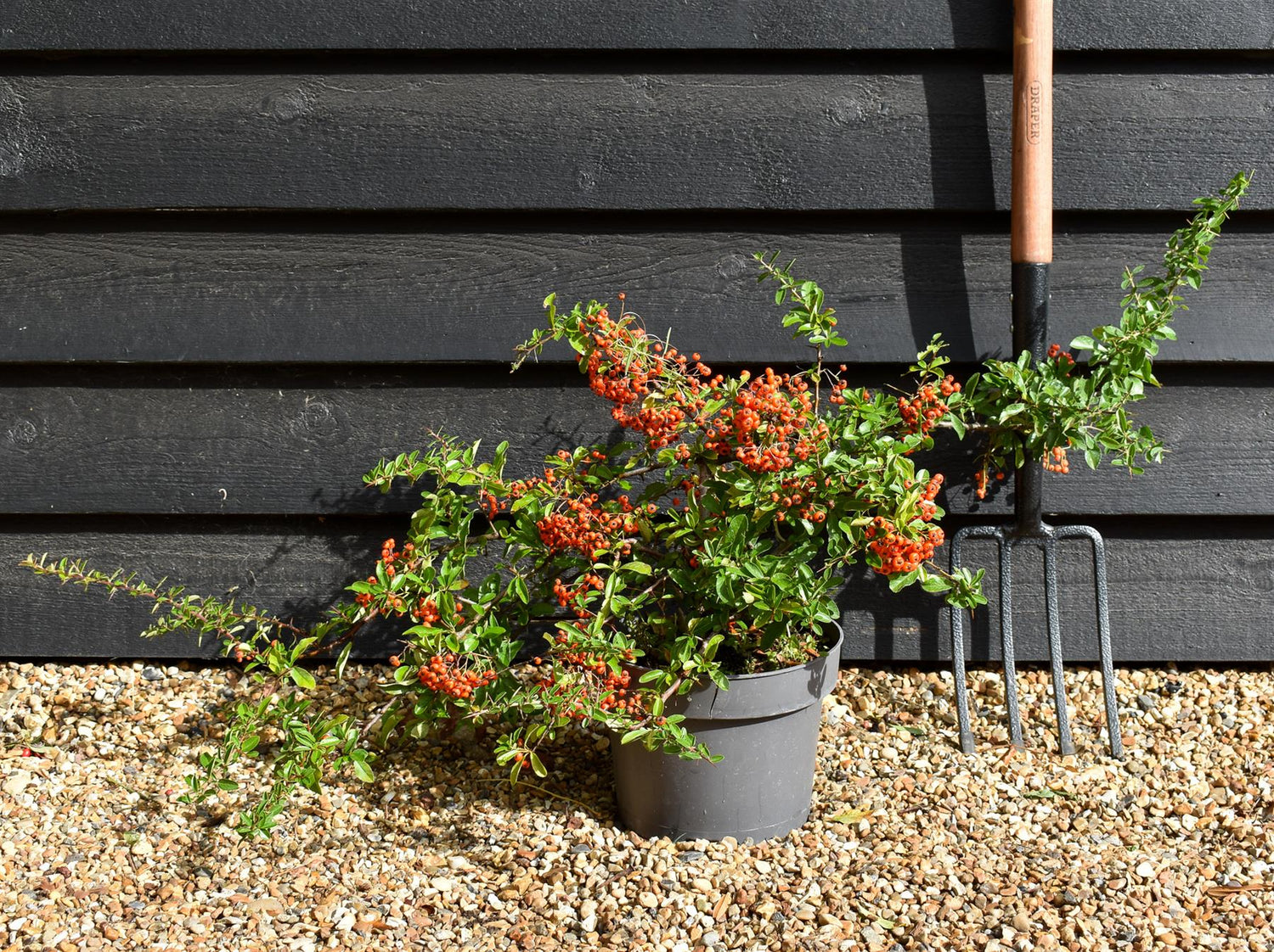 Pyracantha 'Orange Glow'  | Orange Firethorn 30-90cm - 10lt