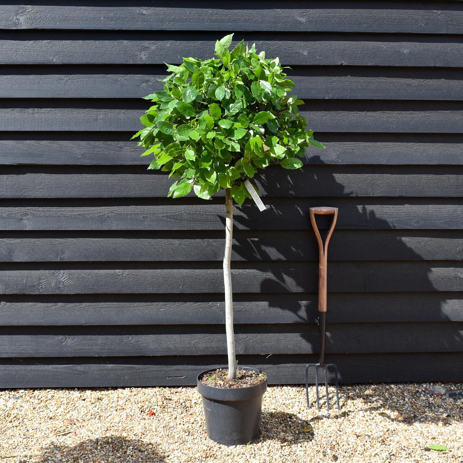 Laurus Nobilis - Clear Stem (65cm)| Bay laurel tree - Height 130-135cm - 18lt