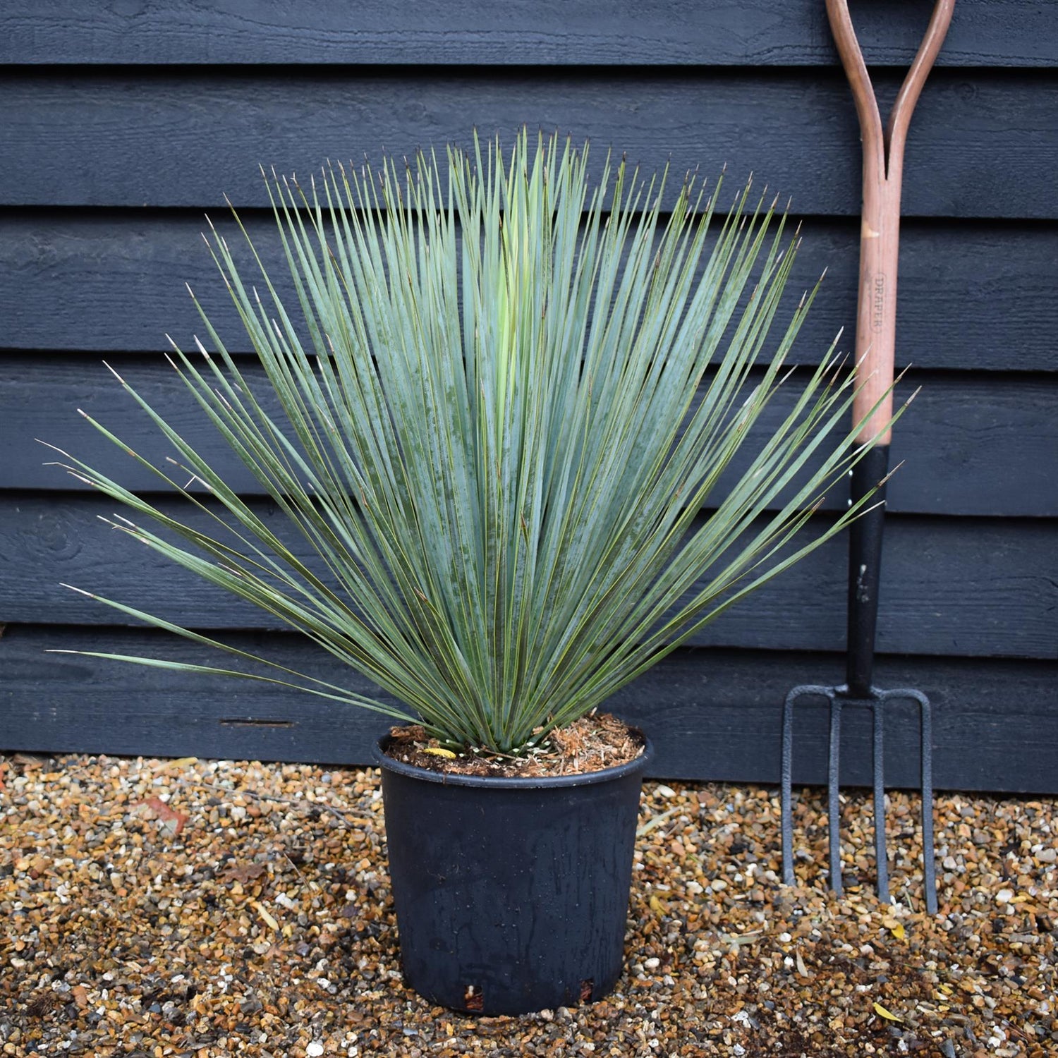 Yucca rostrata -| Beaked Yucca - Height 60-70cm - 10lt