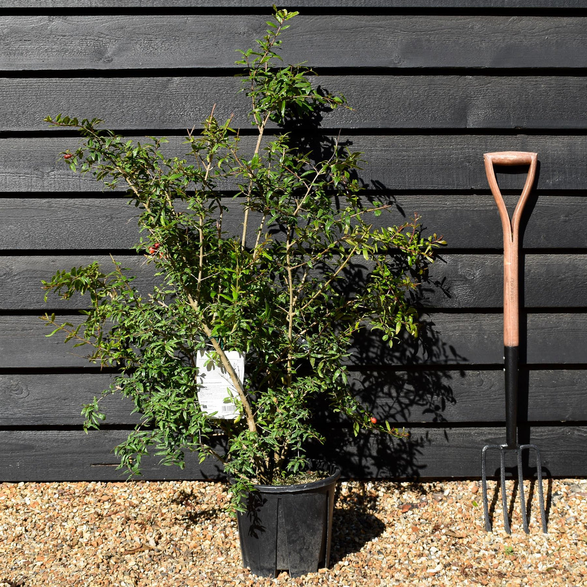 Punica granatum - Pomegranate - Shrub - 90-130cm - 10lt