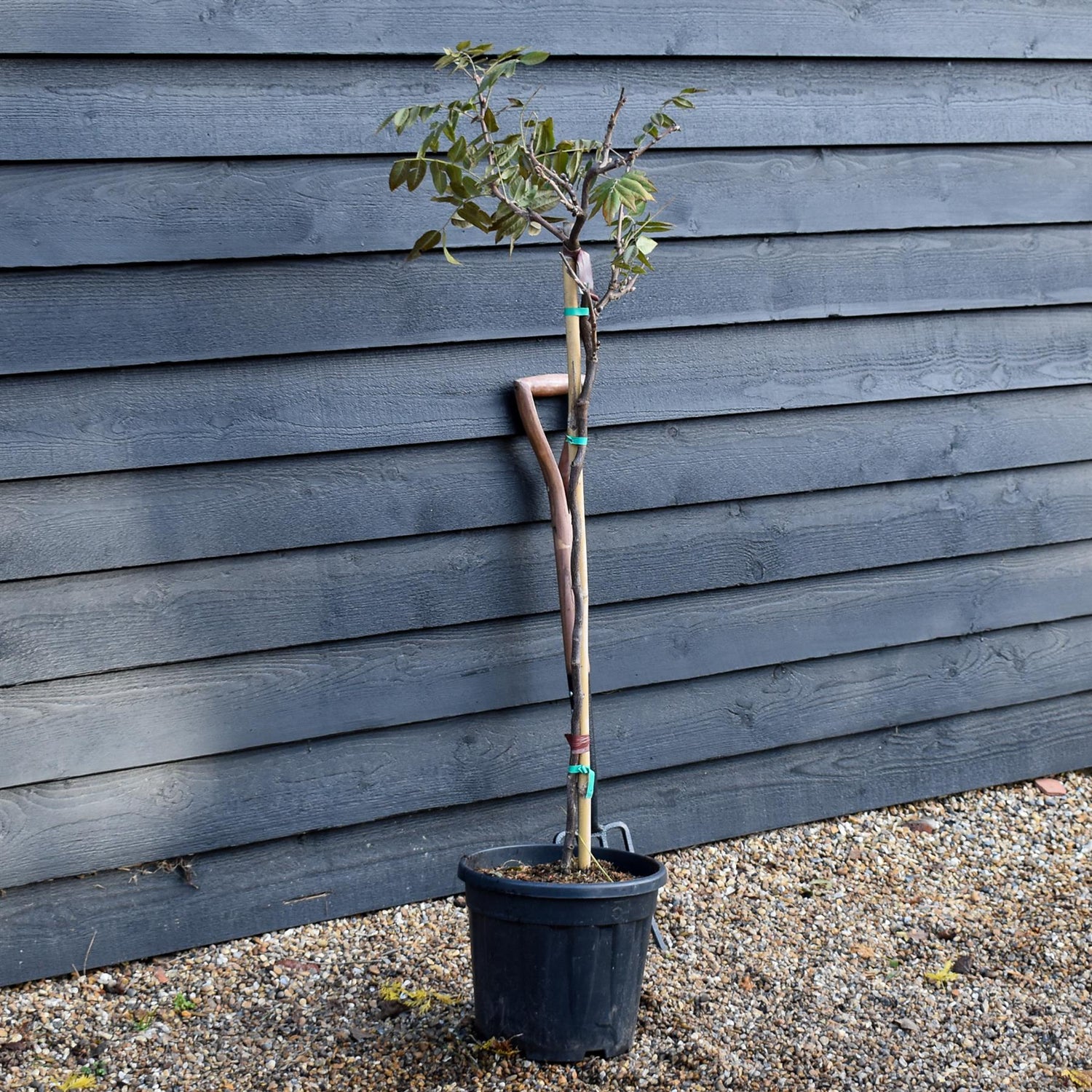 Wisteria Mixed - Clear Stem - Height 130-150cm - 9lt