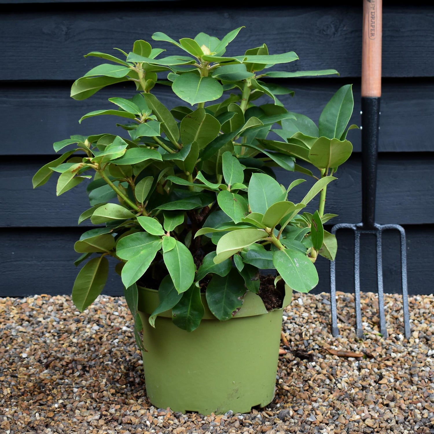 Rhododendron 'Germania' - Shrub - Height 50-60cm - 20lt