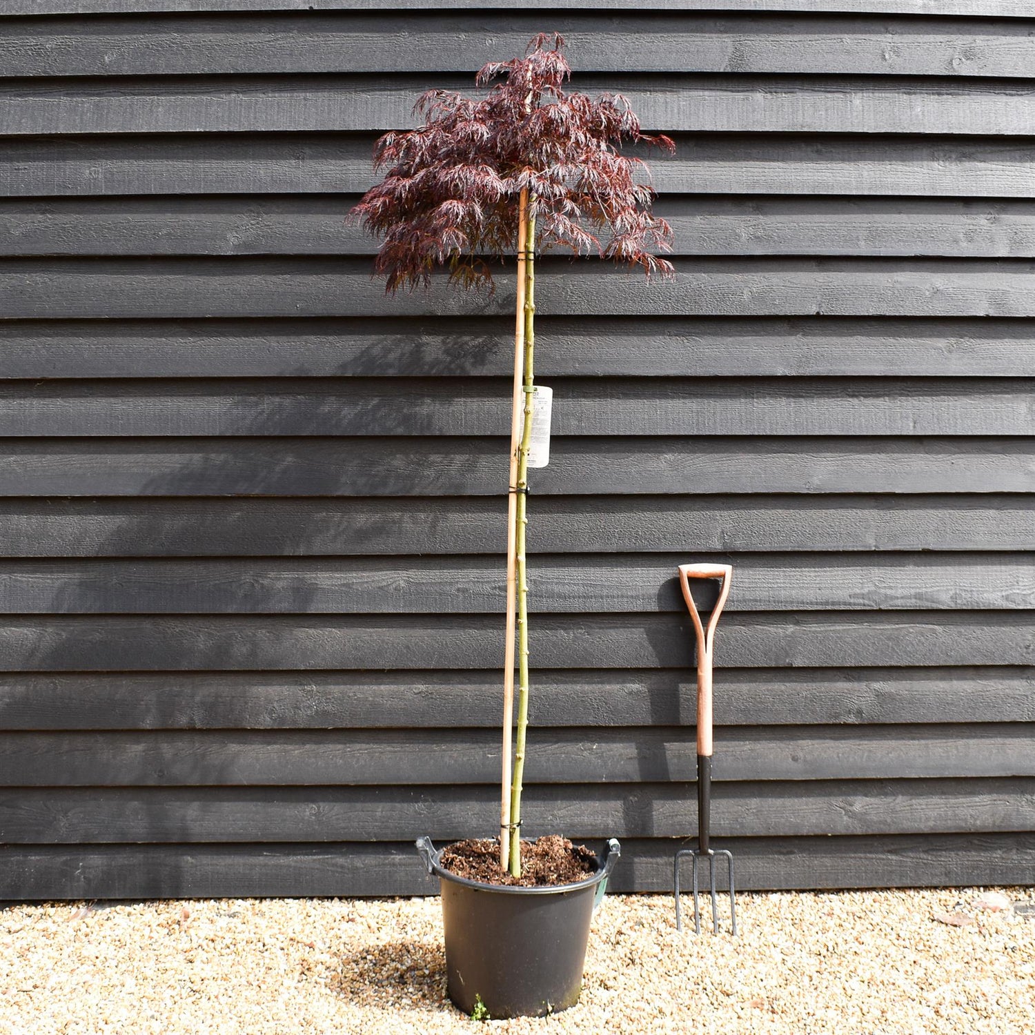 Acer palmatum 'Crimson Queen' | Weeping Japanese Maple - Three Quarter Standard - Clear Stem 160 - Height 180-190cm - 30lt