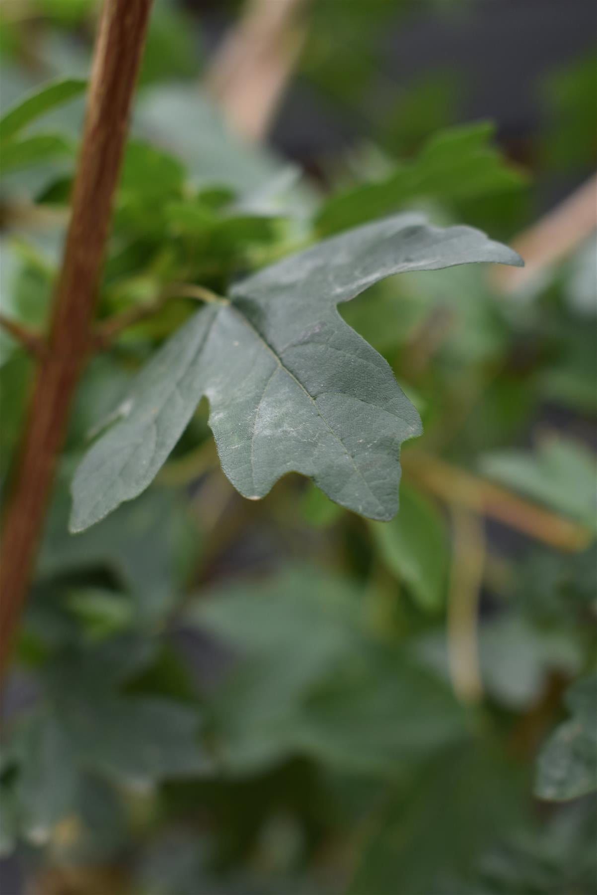 Field Maple | Acer campestre - Height 300-350cm - Girth 12-14cm - 30-50lt