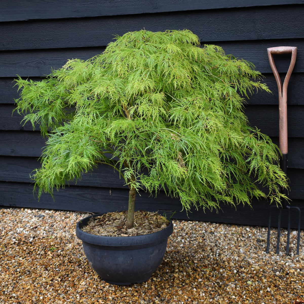 Acer palmatum dissectum 'Viridis' | Laceleaf Japanese maple -  Bowl - Clear Stem 30cm - Height 80-90cm - 40lt