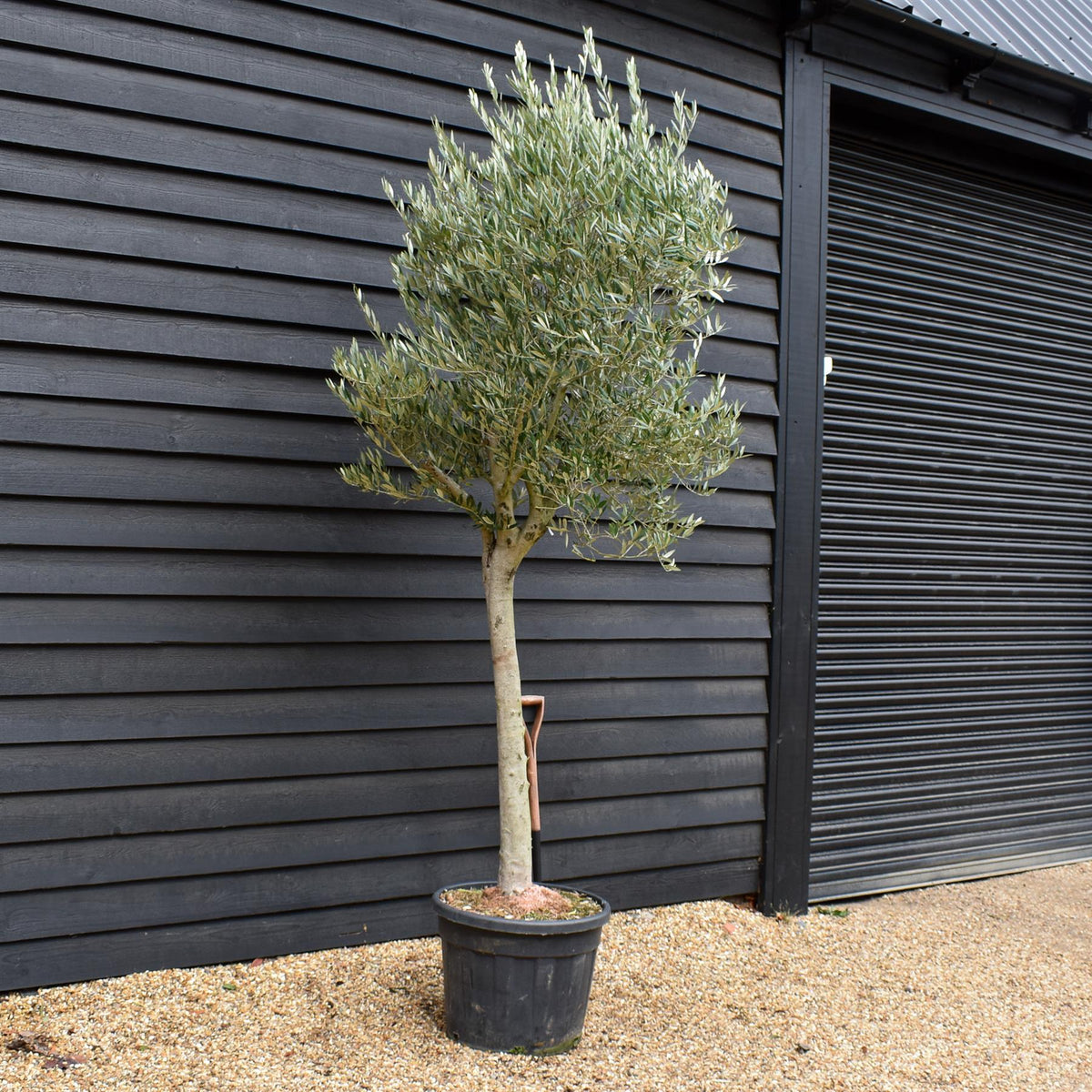 Olea Europea - Half Standard - Height 240-250cm - 70lt