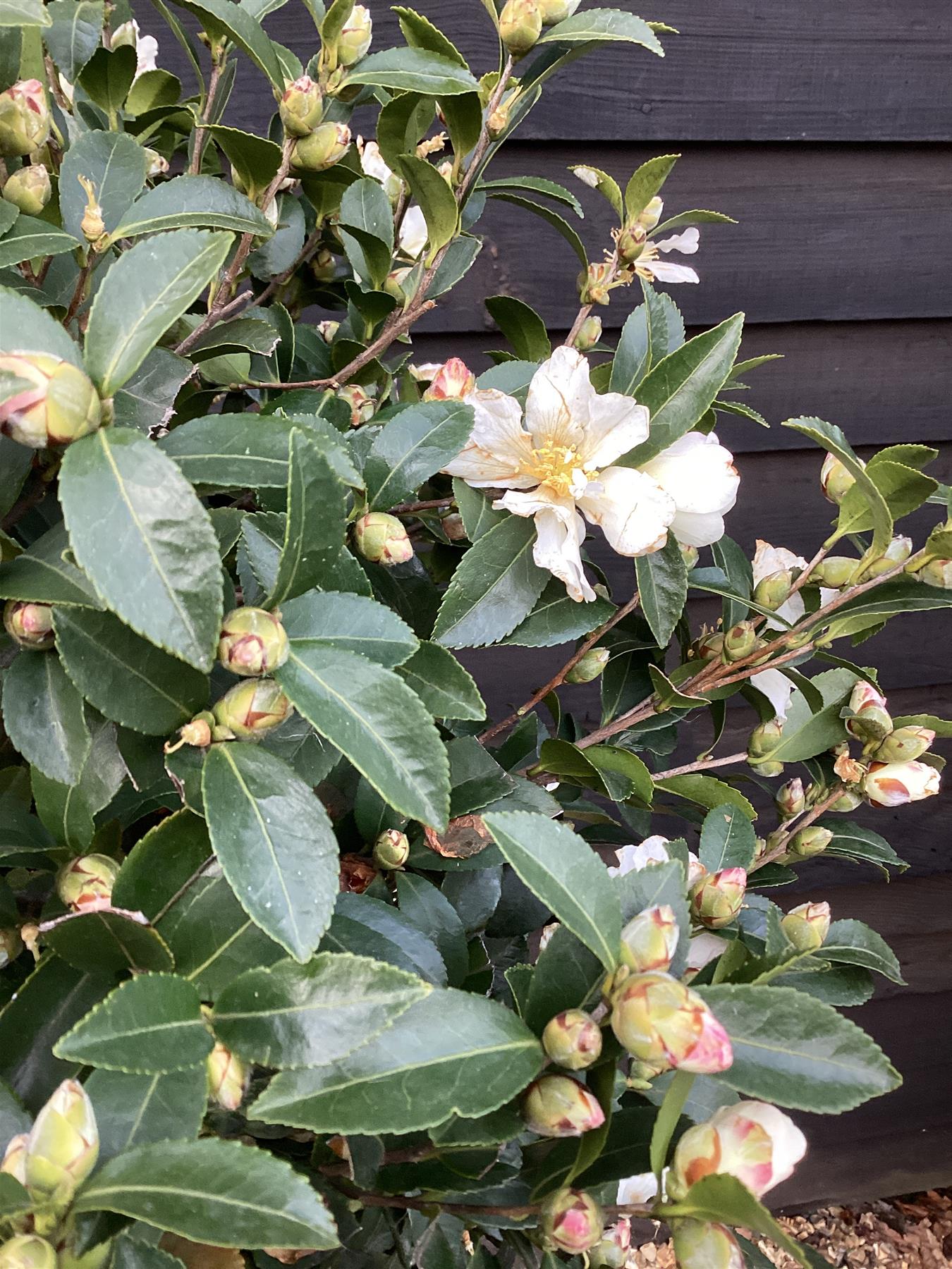 Camellia sasanqua - White winter flower - Biancaneve - Clear Stem 100cm - Height 190cm - 35-40lt