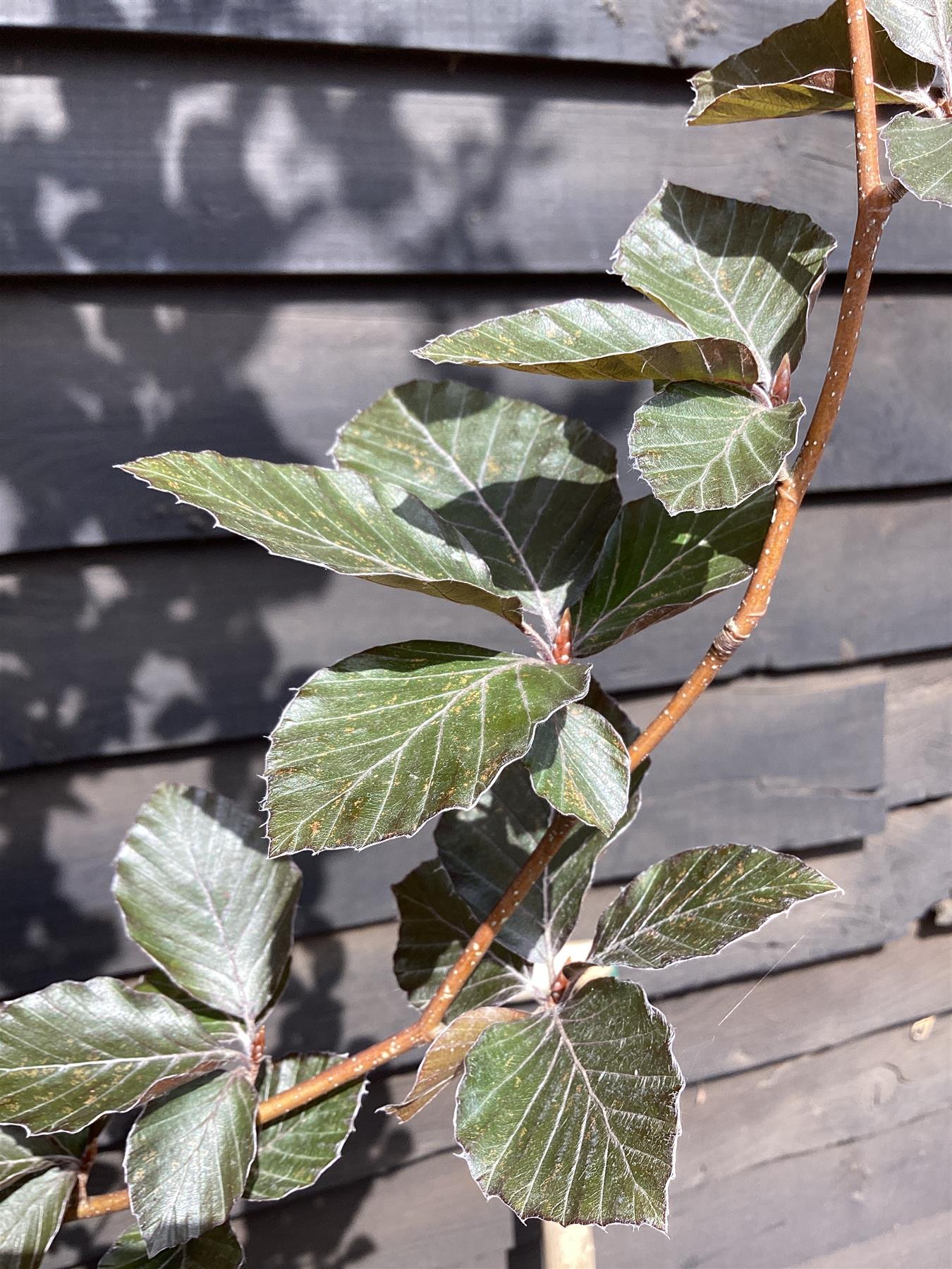 Fagus Sylvatica 'Dawyck Purple' | Dawyck Beech - 400-420cm, 55lt